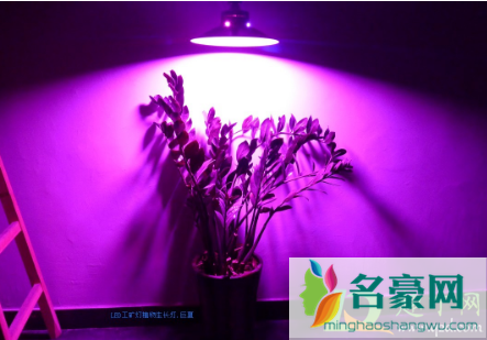 植物补光灯能促进开花吗3