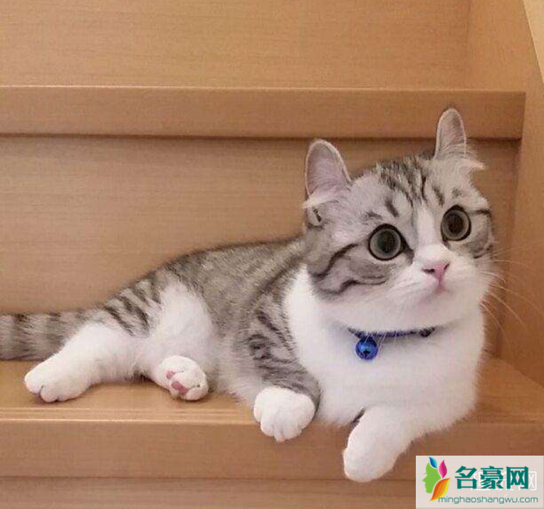 猫咪会感染新型冠状病毒吗 怎么给猫咪消毒杀菌