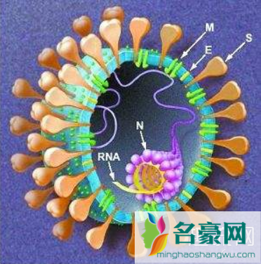 日本无接触传染病例 新型冠状病毒的源头是哪里