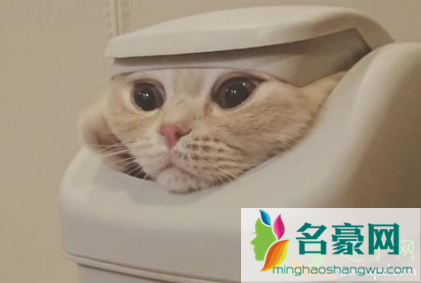 如何防止猫咪翻垃圾桶1