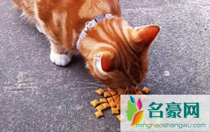 猫挑食如何改2