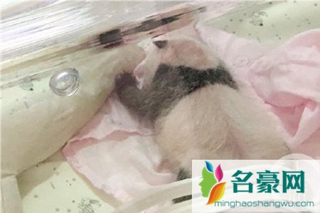 重庆两只熊猫同日生下双胞胎幼崽 熊猫生涯的缘分从出生开始