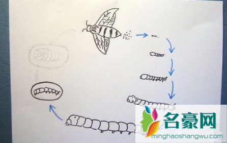 蚕生长的四个过程图片简笔画2