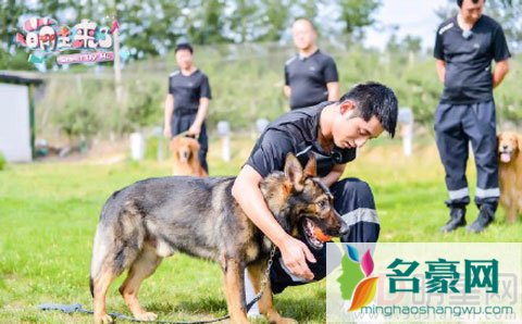 《萌主来了》当张继科遇上搜救犬科科 叶一茜小亮仔张歆艺画风迥异