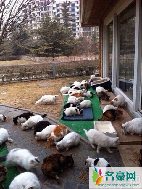 刘亦菲和妈妈长期收留流浪猫 后院最多达到五十多只