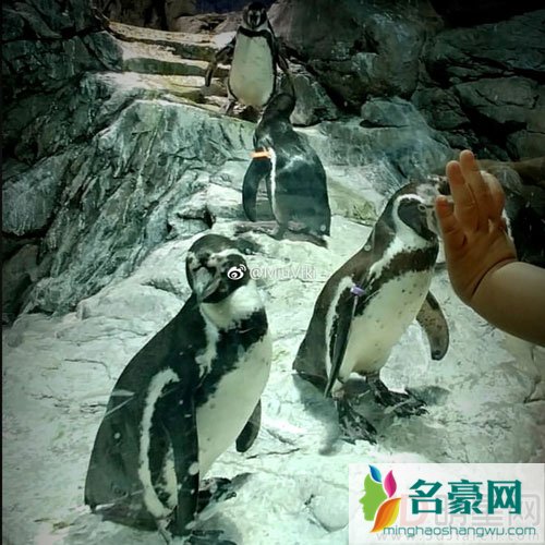 曝刘洲成林苗一起去水族馆 两人这是破镜重圆吗