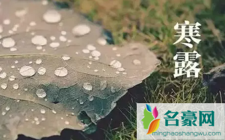 寒露的时候北方树木落叶了吗3