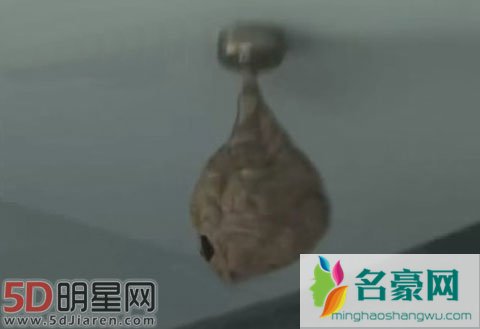 张卫健二弟张卫彝住宅曝光 杂乱一片还有蜂窝悬挂