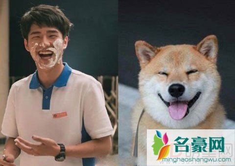 刘昊然撞脸萌宠网红 与柴犬表情一模一样