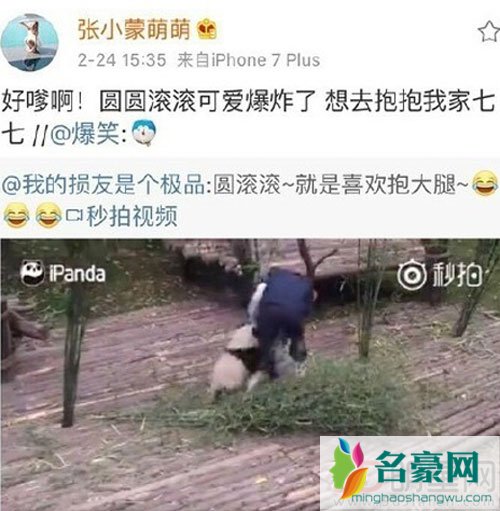 王思聪新欢张小蒙 认领熊猫疑与其有关系