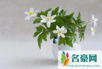 花瓶里的花怎么养1