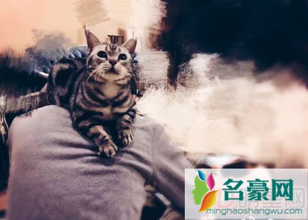 厉害了我的张译 猫奴变身知乎大咖探讨猫尿尿