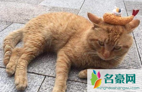 猫抓伤的死亡率为零是真的吗2