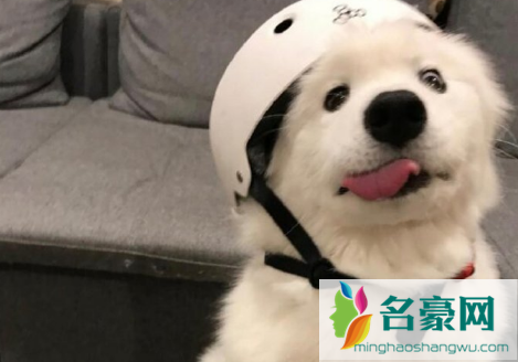 狗狗得了犬瘟怎么办3