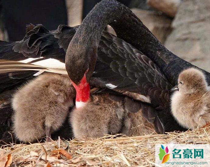 圆明园喜添6只黑天鹅小宝宝