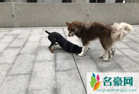 流水的女友铁打的王可可 王思聪为爱犬炮轰芒果台