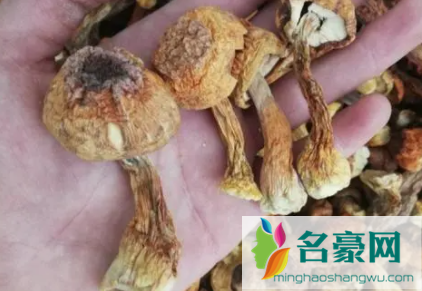 干松茸有沙怎么清洗3