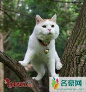 猫死了为什么要挂树上为什么不能埋