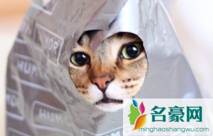 猫咪总舔塑料袋啥意思1
