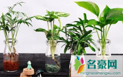 水培植物换水需要洗根系吗1