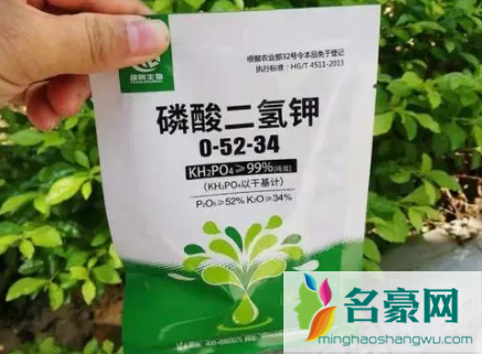 怎样用磷酸二氢钾给花施肥2