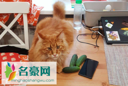猫吃黄瓜能生吃吗2