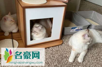 新的猫窝猫如何适应2