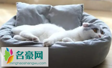 新的猫窝猫如何适应1