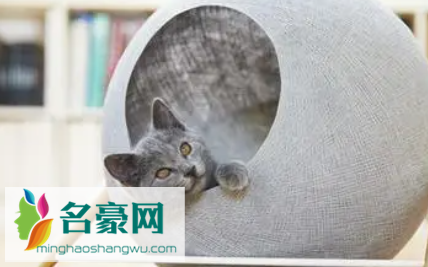 新的猫窝猫如何适应3