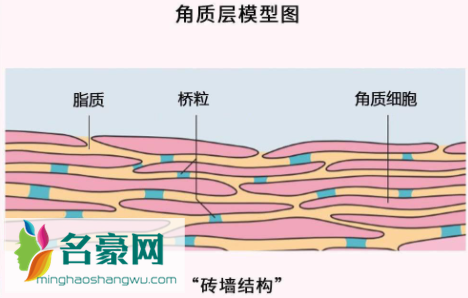 角质层薄怎么修复增厚3