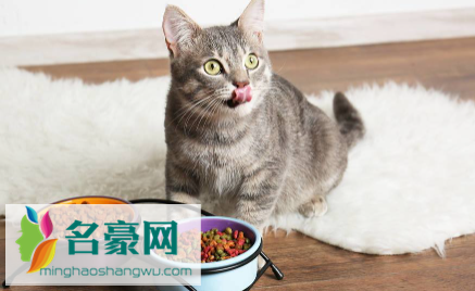 没有猫粮可以给猫咪喂什么1