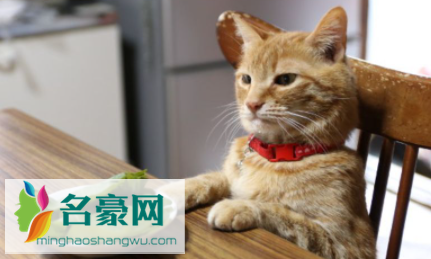 没有猫粮可以给猫咪喂什么2