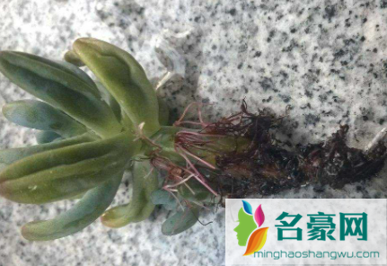 植物烂根后的土壤还能用吗1