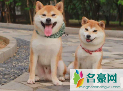 如何看柴犬是不是纯种2