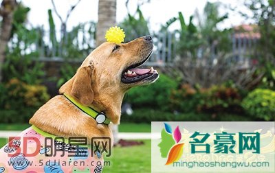 神犬小七第二季男主角是谁 神犬小七最后跟谁走了