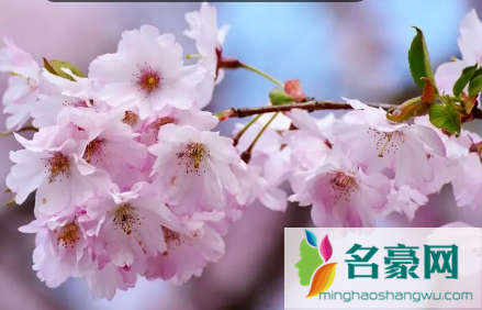2022年武汉4月有樱花吗1
