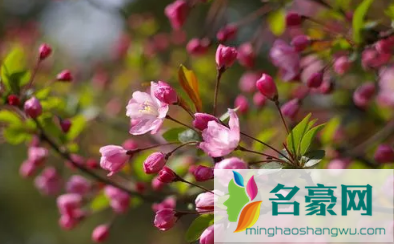 2022年武汉4月有樱花吗2