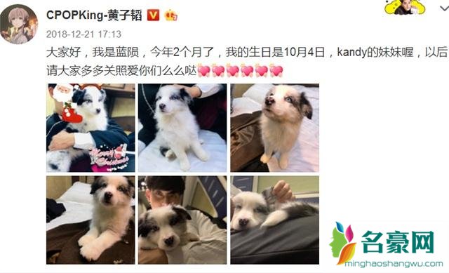 黄子韬被爱犬咬伤怎么回事 被宠物狗咬伤怎么处理?