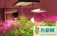 植物补光灯和普通照明灯有什么区别 普通灯能给植