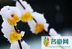 雪水浇花好不好 雪水干净么