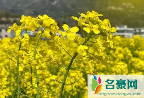 2022年清明节去婺源可以看到油菜花吗2