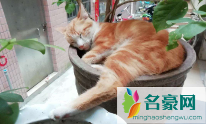 猫喜欢扒花盆怎么办2