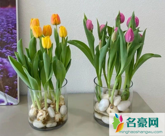 水培郁金香发芽到开花要多久2