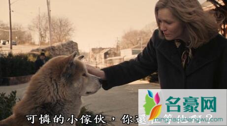 忠犬八公9年是怎么过的