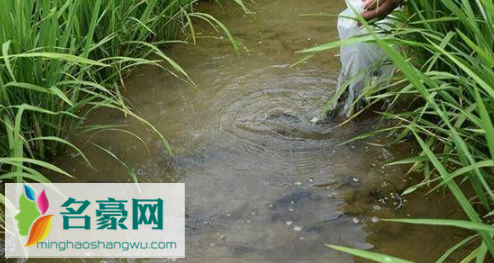 养鱼赚钱吗风险大吗3