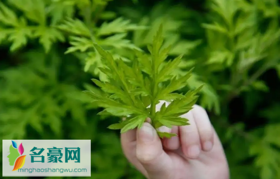 艾草可以用来洗眼睛吗3